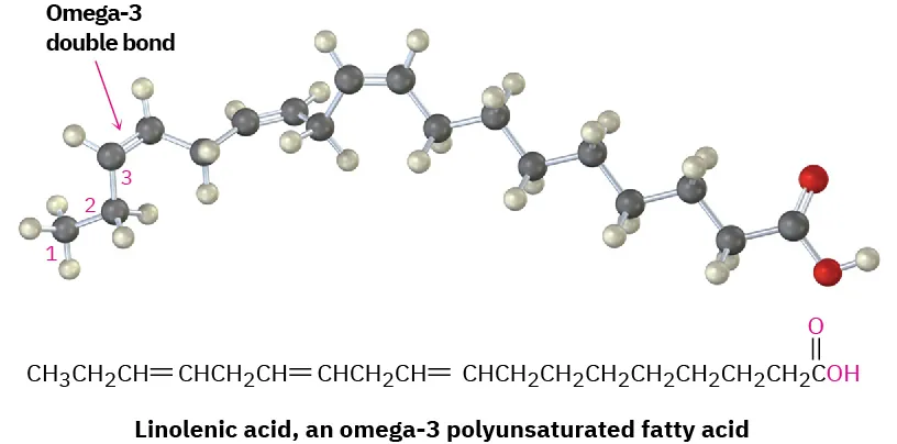 A ball-and-stick model of linolenic acid. It is an eighteen-carbon chain with double bond and carboxylic acid group. Black, gray, and red spheres denote carbon, hydrogen, and oxygen, respectively.