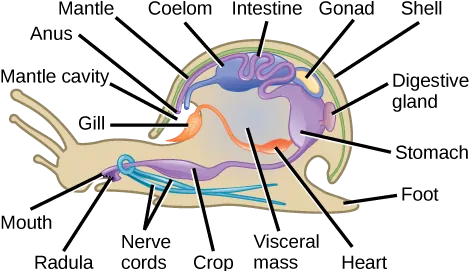 The illustration shows a cross-section of a snail. The body of the snail is called the visceral mass. The mouth leads to a crop, then to the stomach, which is toward the back of the animal. The intestines are located above the stomach. The intestines continue forward, and empty into a cavity above the front part of the visceral mass. Two nerve cords wrap around the esophagus and extend back along the bottom of the animal. The gill is located in the cavity in the shell, and connects to the heart in the visceral mass. The coelom is near the heart. The visceral mass is surrounded by a mantle. A shell covers the mantle.