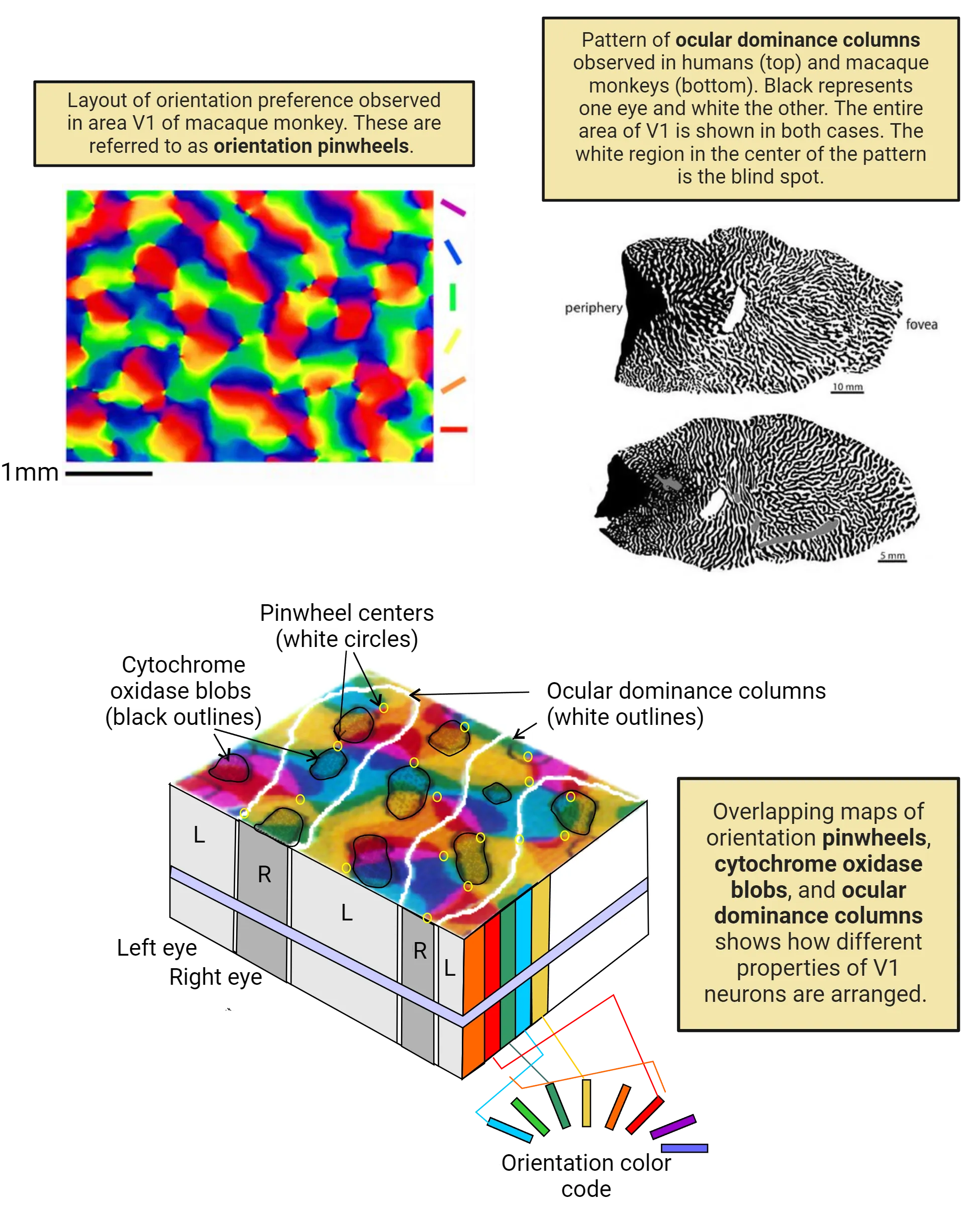 Top left side shows a representation of orientation pinwheels where different colors are used to represent the orientation of a preferred stimulus for a cell in V1. The colors arrange to look like a tessellation of rainbow colors in pinwheels. Top right is a representation of ocular dominance columns in V1. Black represents parts of V1 responding to one eye and white the other. There is also a white region in the center of the pattern that is the blind spot. The pattern of white and black looks somewhat like the repeating swirled stripes of a fingerprint. Bottom is a rectangular cuboid meant to be a 3D chunk of V1 tissue. Superposition of 3 maps of the primary visual cortex is shown. The ocular dominance columns are demarcated by a white border. Iso-orientation domains are color coded. The CO cytochrome oxidase blobs are outlined by a black border. The orientation pinwheels cover the cortical surface. Ocular dominance columns cover multiple pinwheels. Cytochrome oxidase blobs are spread throughout the surface, overlapping different parts of different pinwheels. 