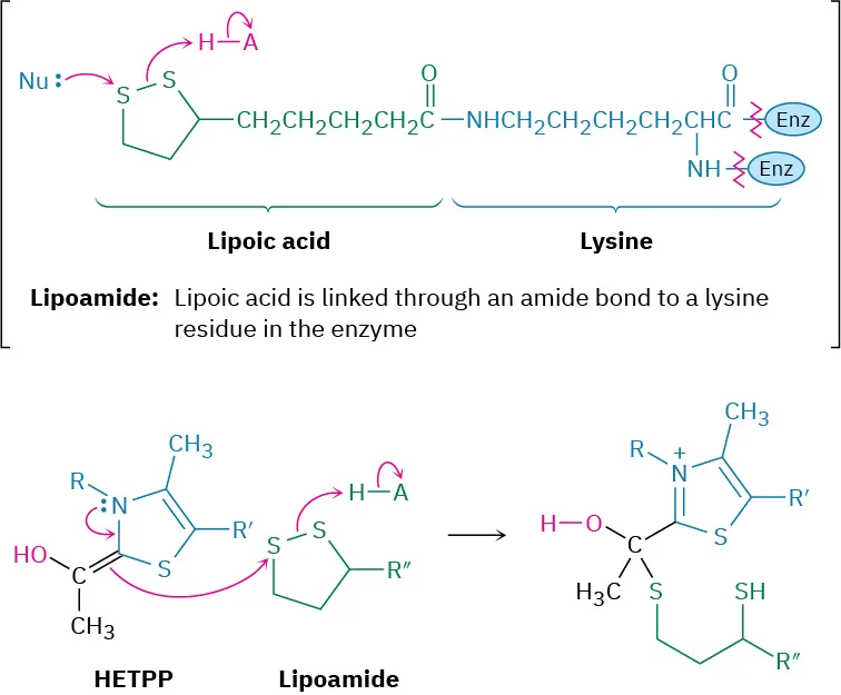 Hydroxyethylthiamin diphosphate reacts with lipoamide to form a hemithioacetal product. The square bracket parentheses show the lipoamide structure in which lipoic acid and lysine are labeled.