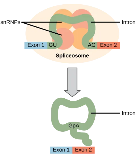 Illustration shows a spliceosome bound to mRNA. An intron is wrapped around snRNPs associated with the spliceosome. When the splice is complete, the exons on either side of the intron are fused together, and the intron forms a ring structure.