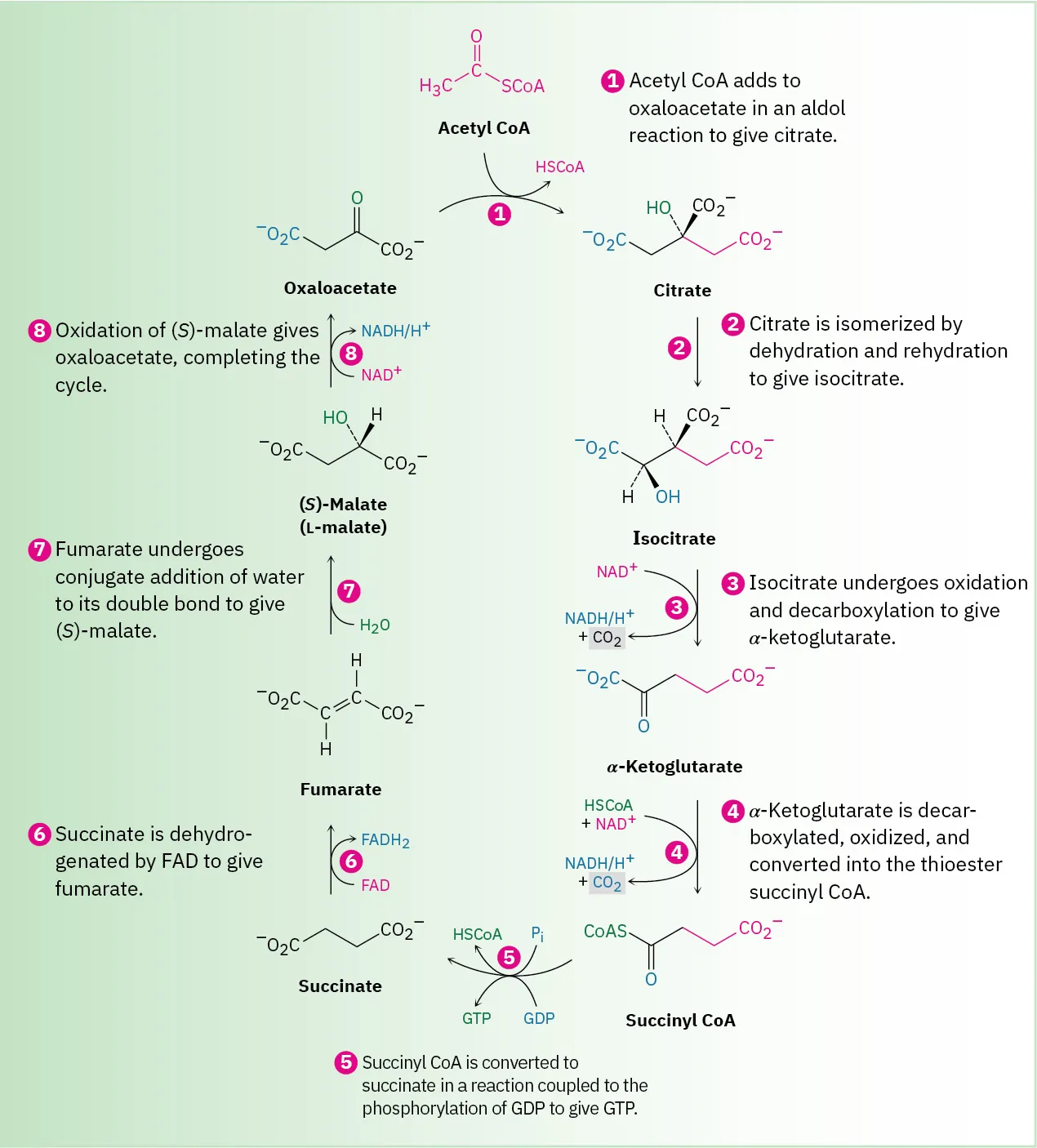 The eight-step citric acid  reaction cycle to convert acetyl CoA to two molecules of carbon dioxide and the  reduced coenzymes nicotinamide adenine dinucleotide phosphate hydride and flavin adenine dinucleotide dihydride.