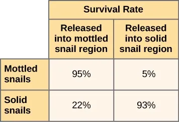 A table with the first column indicated snail type and the other two columns give the survival rate of those snails. Of snails released into mottled snail region, 95% of mottled snails survived and 5% of solid snails survive.  Of snails released into solid snail region, 5% of mottled snails survive and 95% of solid snails survive.
