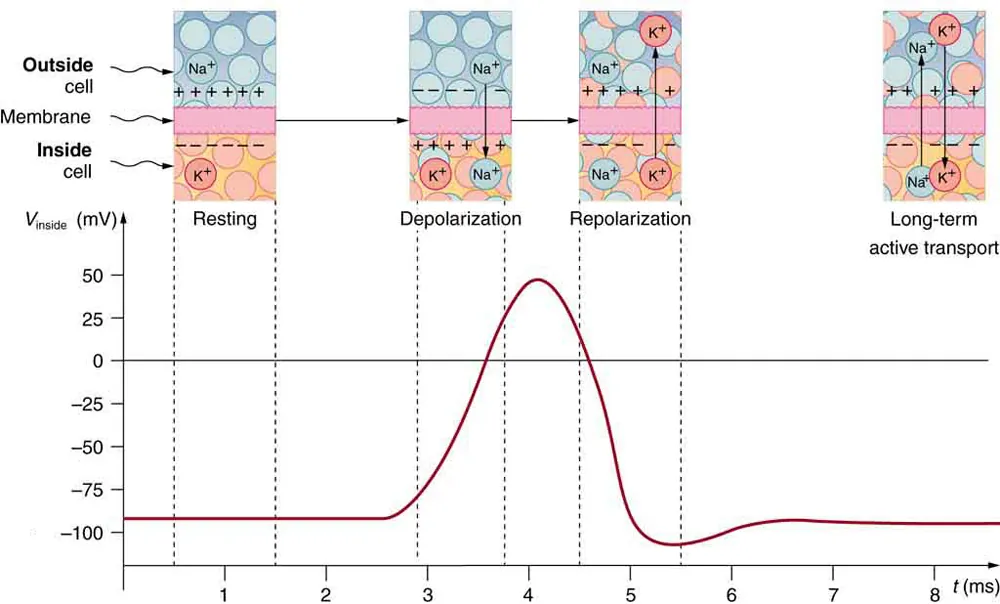 This is a graphical representation of a pulse of voltage, or action potential, inside a nerve cell. The voltage in millivolts is plotted along the vertical axis and the time in milliseconds is plotted along the horizontal axis. Initially, between zero and about two point eight milliseconds, the voltage is a constant at about minus ninety millivolts, corresponding to the resting state. Above this section of the graph, a window shows a small cross-section of the cell membrane, with a positively charged outer surface, a negatively charged inner surface, and no ions moving across the membrane. Between two point eight and four point two milliseconds, the voltage increases to a peak of fifty millivolts, corresponding to depolarization of the membrane. A window above this section shows sodium cations crossing the membrane, from outside to inside the cell, so that the membrane's inner surface acquires a positive charge and its outer surface has a negative charge. Between about four point two and about five point five milliseconds, the voltage drops to a low of about minus one hundred and ten millivolts, corresponding to repolarization of the membrane. A window above this section shows potassium cations crossing the membrane, from inside to outside the cell, so that the membrane's outer surface again acquires a positive charge and its inner surface has a negative charge. After that, the voltage rises slightly, going back to a constant of about minus ninety millivolts, corresponding to the resting state. This movement of sodium and potassium ions across the membrane is called active transport, and long-term active transport is shown in a window above the final part of the curve.