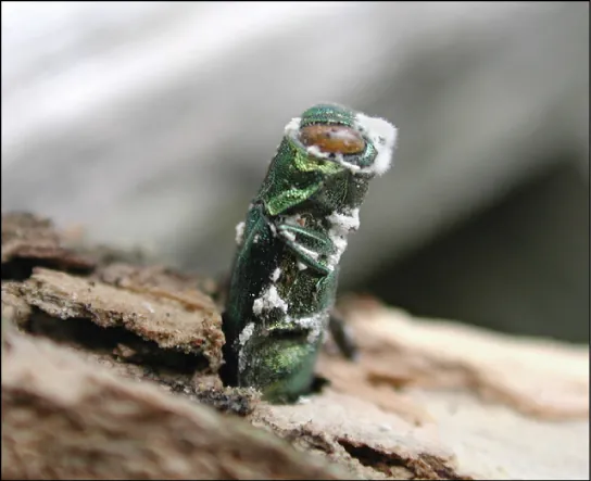Photo shows a green, stump-shaped ash borer jutting from the bark of a tree with white fuzz (the parasitic fungus) on its body.