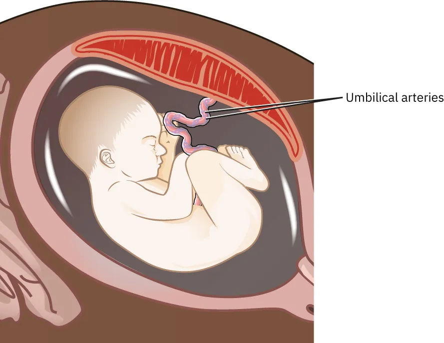Image of fetus in utero with umbilical arteries indicated in the color purple.