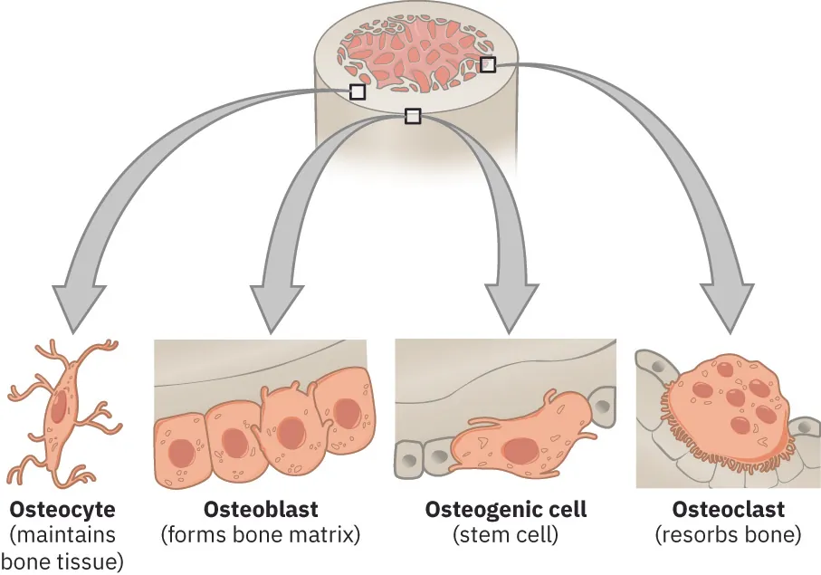 The image is an illustrative flowchart depicting the cycle of bone tissue cells. It shows the transformation from osteogenic cells (stem cells) to osteoblasts (which form bone matrix), then to osteocytes (which maintain bone tissue), and finally to osteoclasts (which resorb bone), with arrows indicating the progression between each cell type.