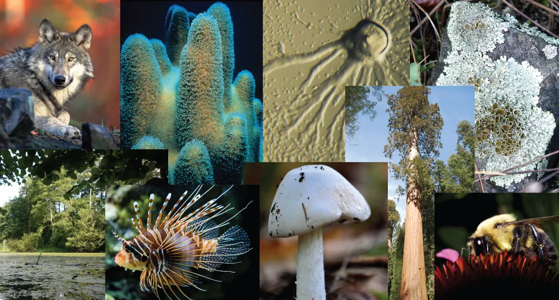 This photo collage shows a wolf, a cucumber-shaped protozoan, a sea sponge, a slime mold, lichen, the shore of a lake with algae and trees, a spiny lion fish, a mushroom, a sequoia, and a bee drinking nectar from a flower.
