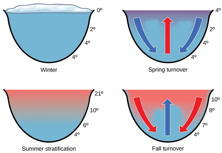 The illustration shows a cross-section of a lake in four different seasons. In winter, the surface of the lake is frozen with a temperature of 0 degrees upper case C. The temperature at the bottom of the lake is 4 degrees upper case C, and the temperature just beneath the surface is 2 degrees C. During the spring turnover, the surface ice melts and warms to 4 degrees C. At this temperature, the surface water is denser than the 2 degree C water beneath; therefore, it sinks. In summertime, the surface of the lake is 21 degrees C, and the temperature decreases with depth, to 4 degrees C at the bottom. During the fall turnover, the warm surface water cools to about 10 degrees C; thus, it becomes denser and sinks.