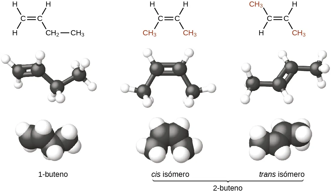 La figura ilustra tres maneras de representar los isómeros del buteno. En la primera fila de la figura, las fórmulas estructurales de Lewis muestran los símbolos de los elementos carbono e hidrógeno y los enlaces entre los átomos. La primera estructura de esta fila muestra un átomo de C con un doble enlace a otro átomo de C que está enlazado hacia abajo y a la derecha al C H subíndice 2 que, a su vez, está enlazado al C H subíndice 3. El primer átomo de C, de izquierda a derecha, tiene dos átomos de H enlazados a este; el segundo átomo de C tiene un átomo de H enlazado a este. La segunda estructura de la fila muestra un átomo de C con un doble enlace a otro átomo de C. El primer átomo de C está enlazado a un átomo de H arriba y a la izquierda y al C H subíndice 3 abajo y a la izquierda. El segundo átomo de C está enlazado a un átomo de H arriba y a la derecha y al C H subíndice 3 abajo y a la derecha. Las dos estructuras C H subíndice 3 aparecen en rojo. La tercera estructura muestra un átomo de C con un doble enlace a otro átomo de C. El primer átomo de C de la izquierda está enlazado hacia la izquierda a un C H subíndice 3 que aparece en rojo. También está enlazado hacia abajo y hacia la izquierda a un átomo de H. El segundo átomo de C está enlazado hacia arriba y hacia la derecha a un átomo de H y hacia abajo y hacia la izquierda al C H subíndice 3 que aparece en rojo. En la segunda fila, se muestran los modelos de barras y esferas para las estructuras. En estas representaciones, los enlaces simples se representan con barras, los dobles enlaces con dos barras paralelas y los elementos con esferas. Los átomos de C son negros y los de H son blancos en esta imagen. En la tercera fila, se muestran los modelos de espacio lleno. En estos modelos, los átomos se agrandan y se juntan, sin barras que representen enlaces. En la última fila, se proporcionan los nombres. La molécula con el doble enlace entre el primer y el segundo carbono se denomina 1-buteno. Las dos moléculas con el doble enlace entre el segundo y el tercer átomo de carbono se denominan 2-buteno. El primer modelo, que tiene ambos grupos C H subíndice 3 debajo del doble enlace, se denomina isómero cis. El segundo, que tiene los grupos C H subíndice 3 en lados opuestos del doble enlace, se denomina isómero trans.