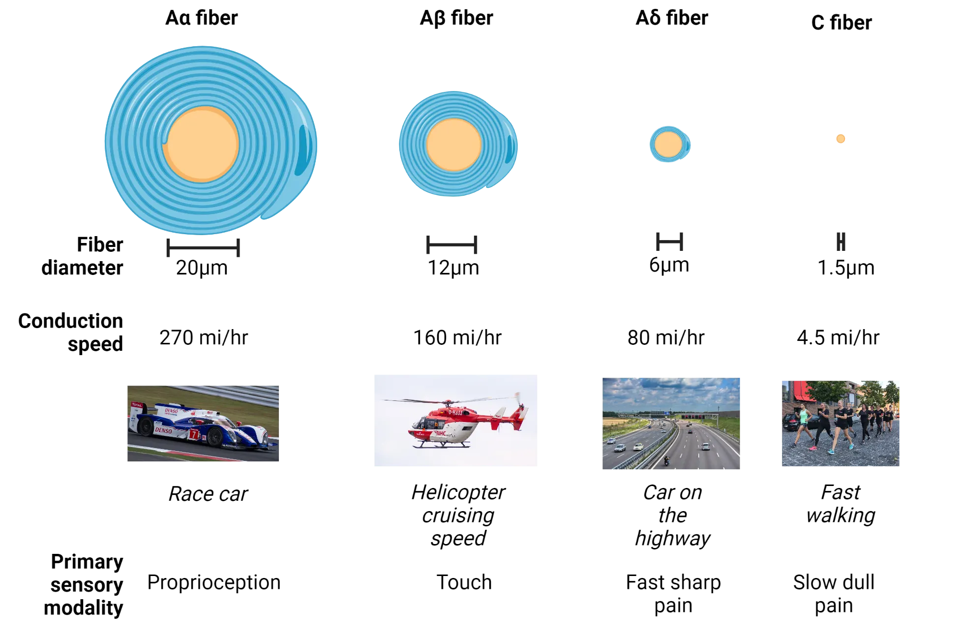 Drawing of 4 major sensory fibers in cross-section, showing extent of myelin wrapping. Beneath each fiber drawing is its conduction speed and an image of a macro-object/organism that moves at that speed (race car, helicopter, car, human walking). Below that the primary sensory modality is listed for each fiber type.