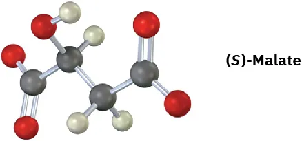 The ball-and-stick model of (S)-Malate shows a 4-carbon chain. C 1 and C 4 are carboxyl groups. C 2 is bonded to hydroxyl group.