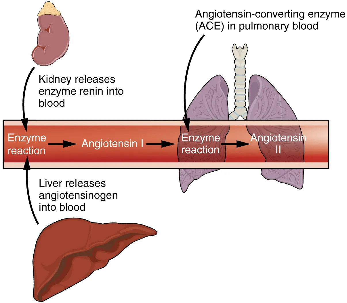This figure shows the enzyme renin converting the pro-enzyme angiotensin