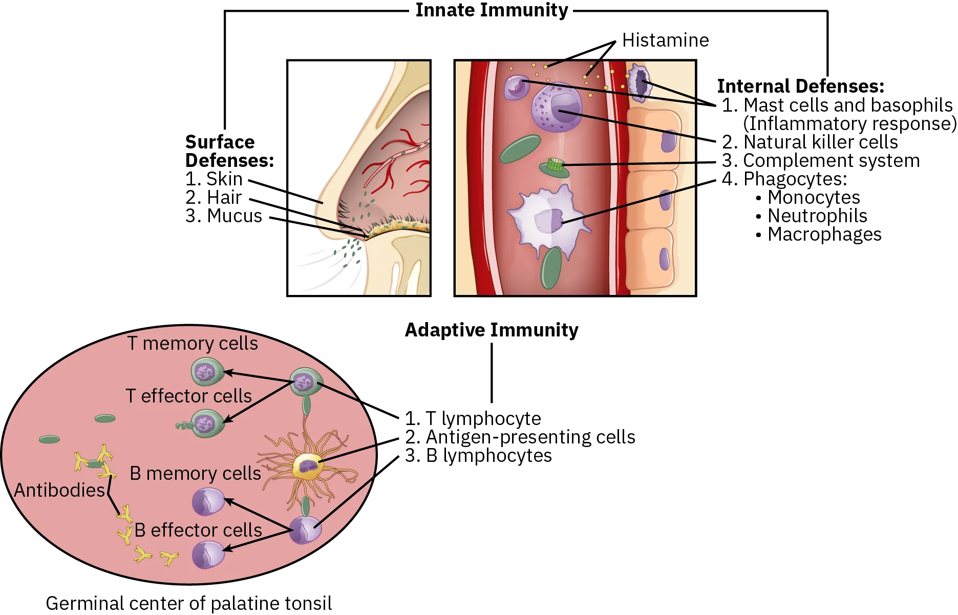 A diagram shows how innate and adaptive immunity work together. Innate immunity includes surface defenses, such as skin, hair and mucous, and internal defenses, such as mast cells and basophils, natural killer cells, complement systems, and phagocytes, which includes monocytes, neutrophils, and macrophages. Adaptive immunity includes T lymphocyte, such as T memory cells and T effector cells, antigen-presenting cells, and B lymphocytes, such as B memory cells, B effector cells, and antibodies.
