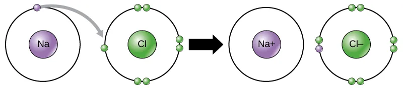 A sodium and a chlorine atom sit side by side. The sodium atom has one valence electron, and the chlorine atom has seven. Six of chlorine’s electrons form pairs at the top, bottom and right sides of the valence shell. The seventh electron sits alone on the left side. The sodium atom transfers its valence electron to chlorine’s valence shell, where it pairs with the unpaired left electron. An arrow indicates a reaction takes place. After the reaction takes place, the sodium becomes a cation with a charge of plus one and an empty valence shell, while the chlorine becomes an anion with a charge of minus one and a full valence shell containing eight electrons.