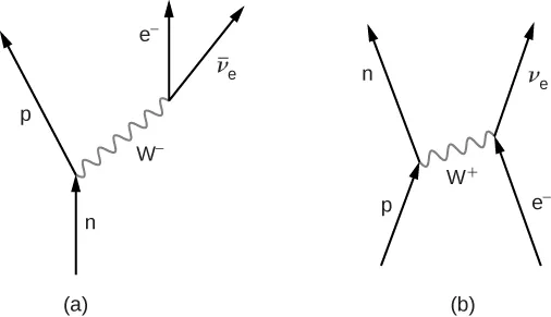 La figura a muestra cuatro flechas. Una flecha, marcada como n, apunta hacia arriba y su punta se encuentra con la base de otra flecha que va hacia arriba y hacia la izquierda, marcada como p. A la derecha de ésta hay una flecha marcada como e menos que apunta hacia arriba. Su base está conectada a la base de otra flecha que va hacia arriba y hacia la derecha. Esto está marcado como v barra subíndice e. Las dos uniones en el gráfico están conectadas por una línea ondulada marcada como W menos. Esta apunta hacia arriba y hacia la derecha. La figura b muestra cuatro flechas. Una flecha, marcada como p, apunta hacia arriba y hacia la derecha. Su punta se encuentra con la base de otra flecha que va hacia arriba y hacia la izquierda, marcada como n. A la derecha de esto hay una flecha e menos que apunta hacia arriba y hacia la izquierda. Su punta se encuentra con la base de otra flecha que va hacia arriba y hacia la derecha, que está marcada como v subíndice e. Las dos uniones en el gráfico están conectadas por una línea ondulada marcada como W más. Esta apunta hacia arriba y hacia la derecha.