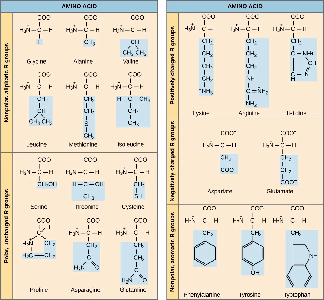 Structures of the twenty amino acids are given. Six amino acids; glycine, alanine, valine, leucine, methionine, and isoleucine; have R groups that are non-polar and aliphatic, meaning they do not have a ring. Six amino acids; serine, threonine, cysteine, proline, asparagine, and glutamate; have R groups that are polar but uncharged. Three amino acids; lysine, arginine, and histidine; have R groups that are positively charged. Two amino acids, glutamate and aspartate, have R groups that are negatively charged. Three amino acids; phenylalanine, tyrosine, and tryptophan; have nonpolar and aromatic (meaning they have a ring) R groups.