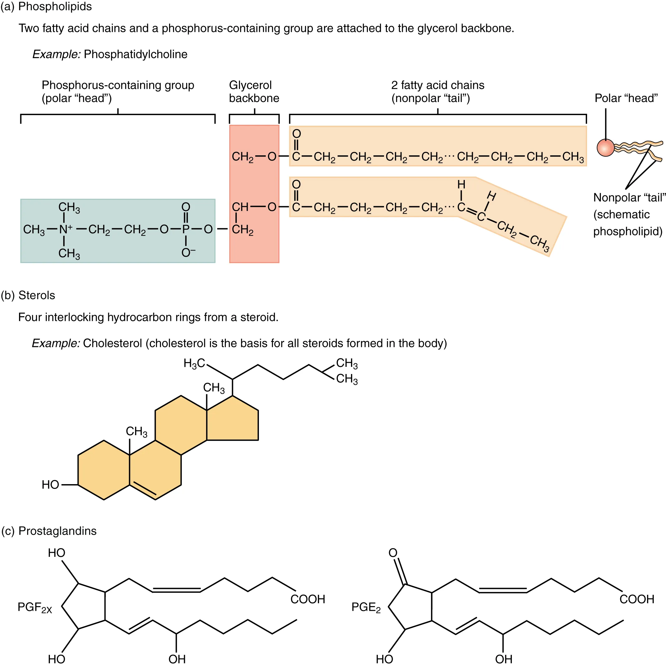 This figure shows the chemical structure of different lipids.