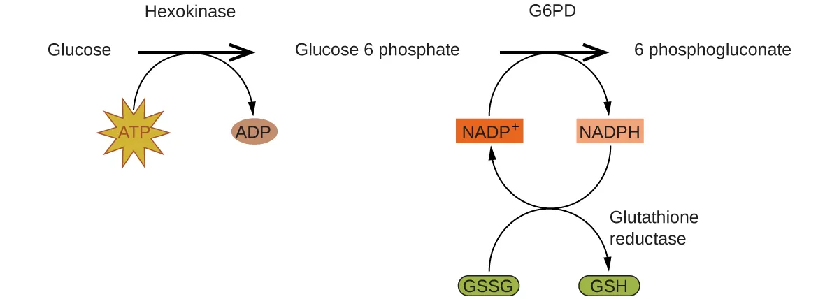 A reaction mechanism is diagrammed in this figure. At the left, the name Glucose is followed by a horizontal, right pointing arrow, labeled, “Hexokinase.” Below this arrow and to the left is a yellow star shape labeled, “A T P.” A curved arrow extends from this shape to the right pointing arrow, and down to the right to a small brown oval labeled, “A D P.” To the right of the horizontal arrow is the name Glucose 6 phosphate, which is followed by another horizontal, right pointing arrow which is labeled, “G 6 P D.” A small orange rectangle below and left of this arrow is labeled “N A D P superscript plus.” A curved arrow extends from this shape to the right pointing arrow, and down to the right to a small salmon-colored rectangle labeled “N A P D H.” A curved arrow extends from this shape below and to the left, back to the orange rectangle labeled, “N A D P superscript plus.” Another curved arrow extends from a green oval labeled “G S S G” below the orange rectangle, up to the arrow curving back to the orange rectangle. This last curved arrow continues on to the lower right to a second green oval labeled, “G S H.” The end of this curved arrow is labeled, “Glutathione reductase.” To the right of the rightmost horizontal arrow appears the name 6 phosphogluconate.