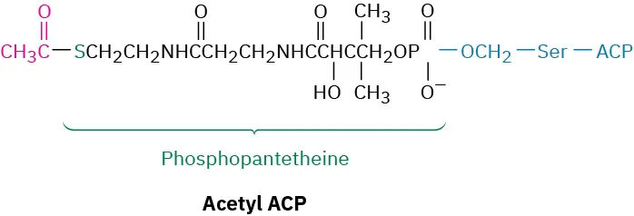 The structure of acetyl A C P comprises a C H 3 C O linked to phosphopantetheine and an O connected to methylene linked to serine and A C P.