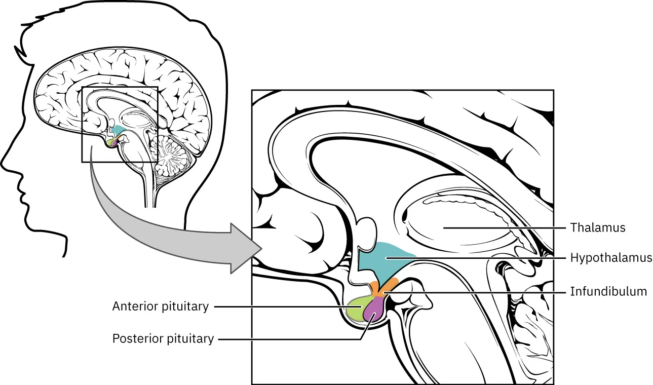 Illustration showing hypothalamus-pituitary complex, which is located at the base of the brain. Parts labeled: Thalamus, Hypothalamus, Infundibulum, Anterior and posterior pituitary.