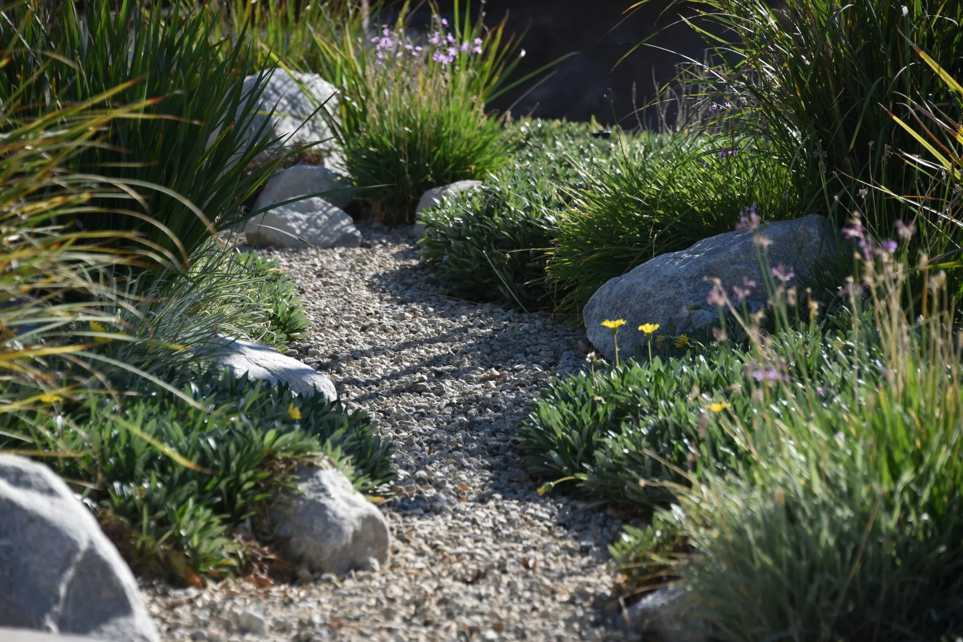 A photo shows a modern rock garden landscape featuring a gravel pathway bordered by various ornamental grasses, low growing succulents, and large natural boulders.