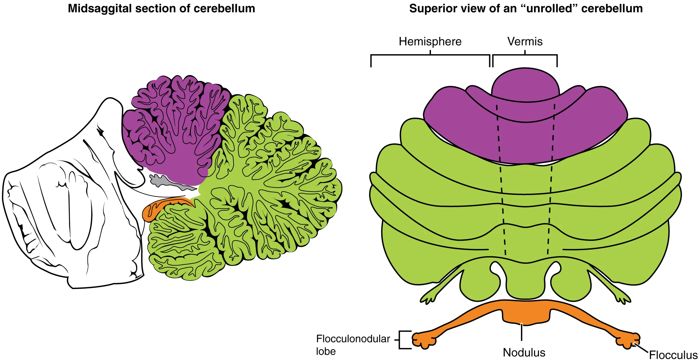 The left panel of this figure shows the midsagittal section of the cerebellum, and the right panel shows the superior view. In both panels, the major parts are labeled.