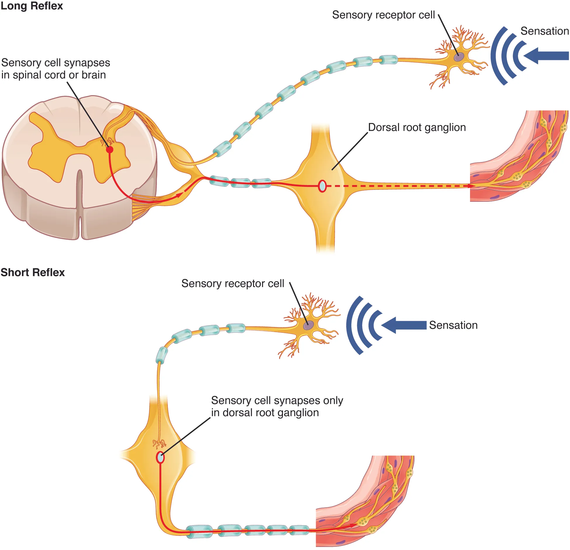 The top panel in this figure shows a long reflex, where the spinal cord is connected to the sensory receptor cell and the peripheral ganglion. The bottom panel shows a short reflex, where the sensory receptor cell is directly connected to the peripheral ganglion.