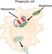 An irregularly-shaped phagocytic cell with many protrusions along its surface has a rod-shaped bacterium within an invagination at its upper right. An arrow points from this bacterium to a similar bacterium that is fully enclosed in membrane within the bacterium. To the upper and lower left of this structure, there are horizontal discs along the membrane with ovals above, labeled ribosomes, from which blue strands emerge and coil down to the sides to extend into the membranous structure around the bacterium. At the lower left, a similarly-shaped membrane contains many small dots and an arrow points to an opening formed by an invagination in the membrane that contains many small dots leaving the cell.