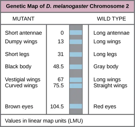 The figure is labelled Genetic Map of D. melanogaster Chromosome 2. There is a left column labelled mutant type, a center column with numerical values, and a right column labelled Wild Type. From left to right, the first row contains: short antennae, 0, long antennae. Second row:  dumpy wings, 13, long wings. Third row: short legs, 31, long legs. Fourth row: contains black body, 48.5, gray body. Fifth row: vestigial wings, 67, long wings. Sixth row: curved wings, 75.5, straight wings. Seventh row: brown eyes, 104.5, red eyed. Text on the bottom reads “Values in linear map units L M U”