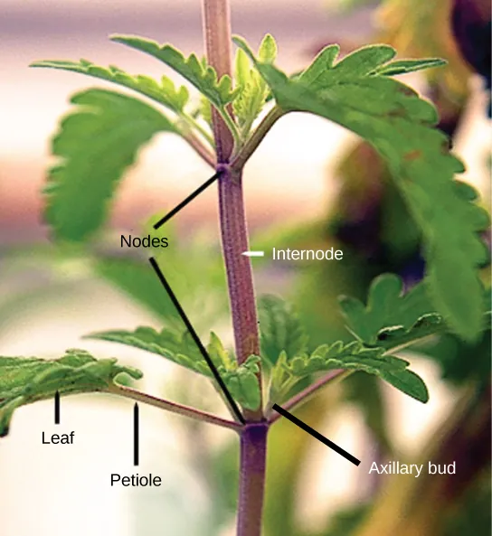Photo shows a stem. Leaves are attached to petioles, which are small branches that radiate out from the stem. The petioles join the branch at junctions called nodes. The nodes are separated by a length of stem called the internode. Above the petioles, small leaves, auxillary buds, bud out from the node.