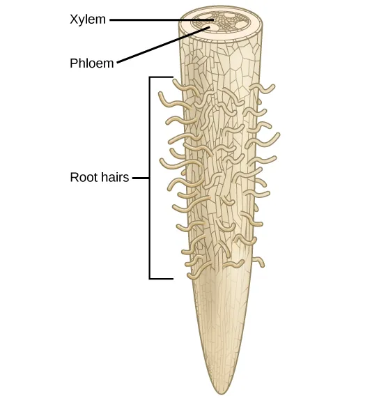 Illustration shows a root tip. The tip of the root is bare, and hairs grow further up. A cross section at the top of the root reveals xylem tissue interspersed by four ovals containing phloem at the periphery.