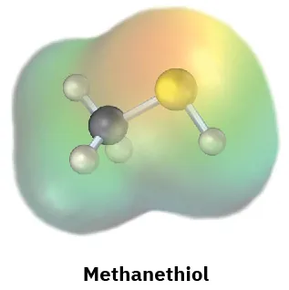 The electrostatic potential map of methanethiol shows a ball-and-stick model in the center, in which gray, white, and yellow spheres represent carbon, hydrogen, and sulfur atoms, respectively.