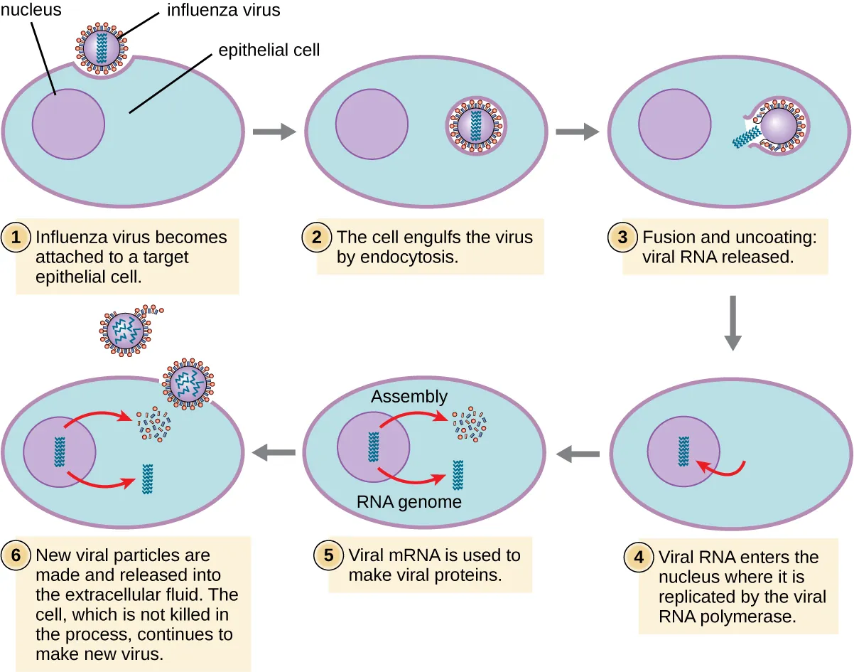 Steps of influenza infection. Step 1 is attachment when the influenza virus becomes attached to a target epithelial cell. This image shows a spherical virus binding to the surface of a host cell. Step 2 is penetration when the cell engulfs the virus by endocytosis; this shows the virus within a vacuole. Step 3 is uncoating when the viral contents are released; the image shows the virus being released from the vacuole. Step 4 is biosynthesis when the viral RNA enters the nucleus where it is replicated by RNA polymerase. Step 5 is assembly when the new phage particles are assembled. Step 6 is release when new viral particles are made and released into the extracellular fluid. The cell, which is not killed in the process continues to make new viruses.