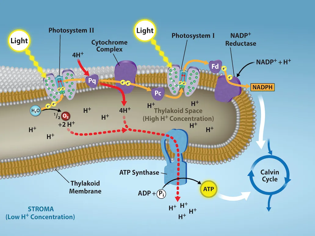 This illustration shows the components involved in the light reactions, which are all embedded in the thylakoid membrane. Photosystem I I uses light energy to strip electrons from water, producing half an oxygen molecule and two protons in the process. The excited electron is then passed through the chloroplast electron transport chain to photosystem I. Photosystem I passes the electron to N A D P superscript plus sign baseline reductase, which uses it to convert N A D P superscript plus sign baseline and a proton to N A D P H. As the electron transport chain moves electrons, it pumps protons into the thylakoid lumen. The splitting of water also adds protons to the lumen, and the reduction of N A D P H removes protons from the stroma. The net result is a low lower case p upper case H inside the thylakoid lumen, and a high lower p upper H outside, in the stroma. A T P synthase embedded the thylakoid  membrane moves protons down their electrochemical gradient, from the lumen to the stroma, and uses the energy from this gradient to make A T P.