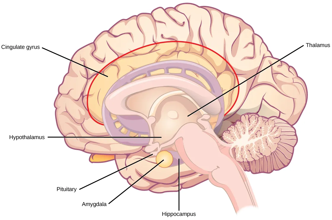Illustration shows parts of the limbic system. The thalamus and hypothalamus are located in the cavity in the center of the cerebral cortex. The cingulate gyrus is part of the cerebral cortex that wraps around the upper part of the basal ganglia. The hippocampus is part of the cerebral cortex located beneath the thalamus. The amygdala is located at the end of the basal ganglia.