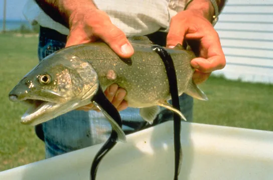 The photo shows leech-like sea lampreys latched onto a large fish.  The sea lampreys have a long, smooth, slender body.