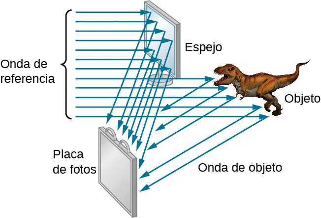 Un espejo en la parte superior mira a la izquierda y una placa fotográfica en la parte inferior mira a la derecha. Debajo del espejo, a la derecha, hay un objeto marcado como dinosaurio. Los rayos paralelos marcados como onda de referencia entran por la izquierda. Algunos inciden en el espejo y se reflejan en la placa fotográfica. Algunas inciden sobre el objeto y se reflejan en la placa fotográfica. Estos últimos son marcados como onda del objeto.