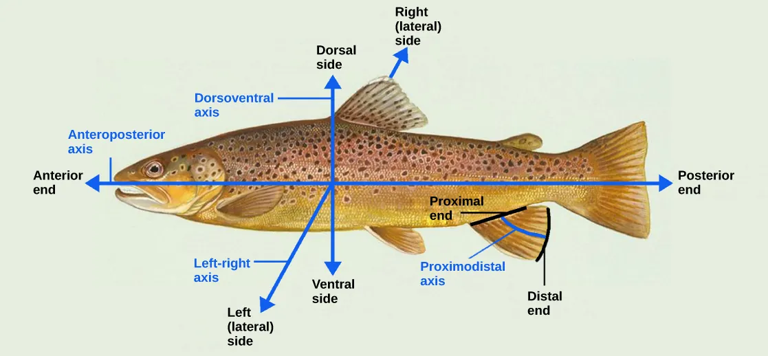 Illustration shows a fish dissected by lines into anterior (front) and posterior (rear) ends and dorsal (top) and ventral (bottom) surfaces.  It also indicates that where the fish's fin contacts its body is the proximal end, and the outer edge of the fin is the distal end.