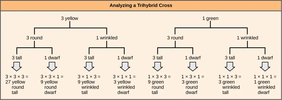 A forked-line diagram is shown for the F subscript 2 baseline generation of a trihybrid cross of pea plants with the dominant yellow, round, and tall phenotype with pea plants of the recessive green, wrinkled, dwarf phenotype. The top row shows that the color ratio is 3 yellow to 1 green in the F subscript 2 baseline generation. The second row shows that the probability that plants of either pea color having the round or wrinkled texture is 3 to 1. The third row shows that the probability of plants with either of the above textures having a round or wrinkled phenotype is 3 to 1. The probability of all three phenotypes occurring together is determined by multiplying each individual probability together. The probability ratio is 27 yellow slash round slash tall colon; 9 yellow slash round slash dwarf, colon, 9 yellow slash wrinked slash tall, colon, 3 yellow slash wrinkled slash dwarf, colon,  9 green slash round slash tall, colon, 3 green slash round slash dwarf, colon 3 green slash wrinkled slash tall, colon, 1 green slash wrinkled slash dwarf.
