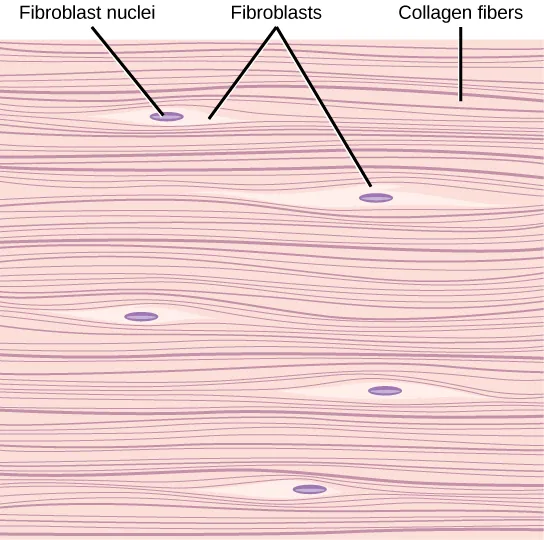 Illustration shows parallel collagen fibers packed tightly together. Interspersed among the collagen fibers are long, thin fibroblasts.