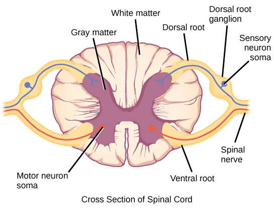 Illustration shows a cross section of the spinal cord. The gray matter forms an X inside the white matter. A spinal nerve extends from the left arm of the X, and another extends from the left leg of the X. The two nerves join together to the left of the spine. The right arm and leg of the X form a symmetrical nerve. The part of the nerve that exits from the leg of the X is called the ventral root, and the part that exits from the arm of the X is called the dorsal root. The ventral root is on the belly side, and the dorsal root is on the back side. The dorsal root ganglion is a bulge halfway between where the nerve leaves the spine and where the dorsal and ventral roots join. Sensory neuron somas cluster in the dorsal root. Motor neuron somas cluster in the gray matter in the leg of the X. Motor neuron axons are bundled in the ventral root.