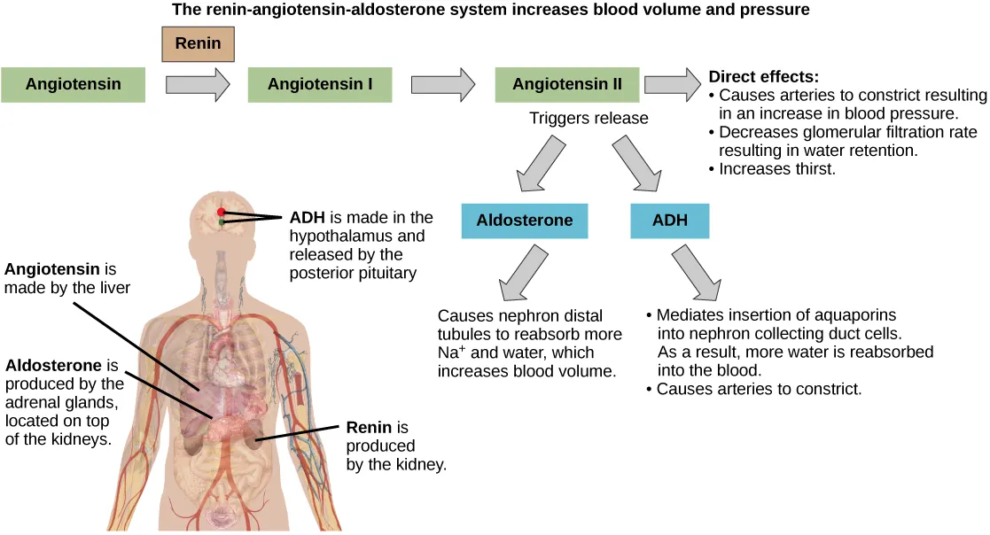 The Renin-angiotensin-aldosterone pathway involves four hormones: renin, which is made in the kidney, angiotensinogen, which is made in the liver, aldosterone, which is made in the adrenal glands, and ADH, which is made in the hypothalamus and secreted by the posterior pituitary. The adrenal glands are located on top of the kidneys, and the hypothalamus and pituitary are in the brain. The pathway begins when renin converts angiotensinogen into angiotensin I. Angiotensin I is the converted into angiotensin II. Angiotensin II has several direct effects. These include arterial constriction, which increases blood pressure, decreasing the glomerular filtration rate, which results in water retention, and increasing thirst. Angiotensin II also triggers the release of two other hormones, aldosterone and ADH. Aldosterone causes nephron distal tubules to reabsorb more sodium and water, which increases blood volume. ADH mediates the insertion of aquaporins into the nephridial collecting ducts. As a result, more water is reabsorbed by the blood. ADH also causes arteries to constrict.