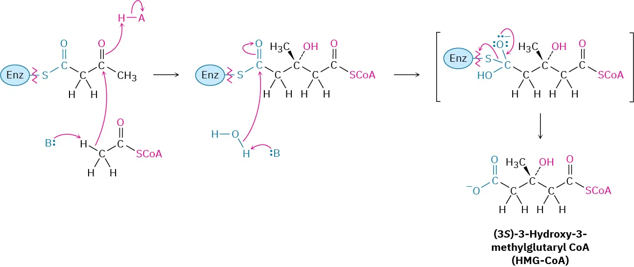 Base catalyzed Aldol condensation of acetyl CoA with an enzyme-bound thiol diketone generated a tetrahedral intermediate which collapses to (3 S)-3-hydroxy-3-methylglutaryl coenzyme A.