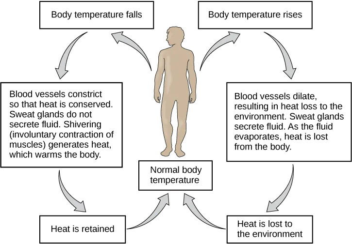 Flow chart shows how normal body temperature is maintained. If the body temperature rises, blood vessels dilate, resulting in loss of heat to the environment. Sweat glands secrete fluid. As this fluid evaporates, heat is lost from the body. As a result, the body temperature falls to normal body temperature. If body temperature falls, blood vessels constrict so that heat is conserved. Sweat glands do not secrete fluid. Shivering (involuntary contraction of muscles) releases heat which warms the body. Heat is retained, and body temperature increases to normal.