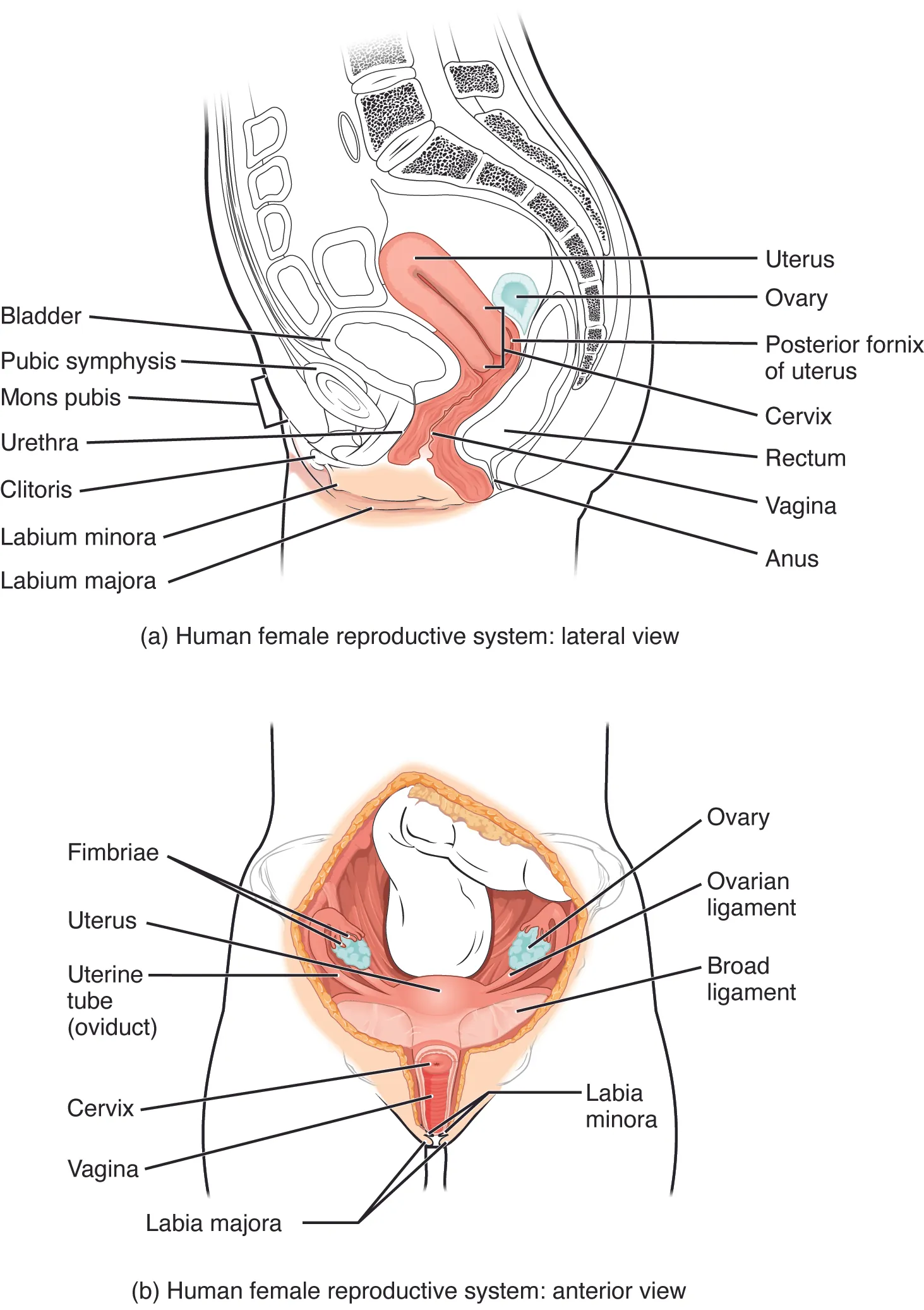This figure shows the structure and the different organs in the female reproductive system. The top panel shows the lateral view and the bottom panel shows the anterior view. 