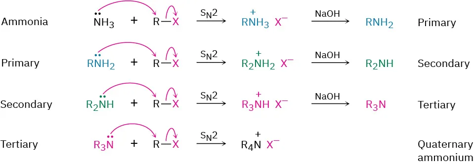 Four reactions show formation of primary, secondary, tertiary amines and quaternary ammonium salt. Amine reacts with an alkyl halide to form a salt; reaction with sodium hydroxide forms an amine.