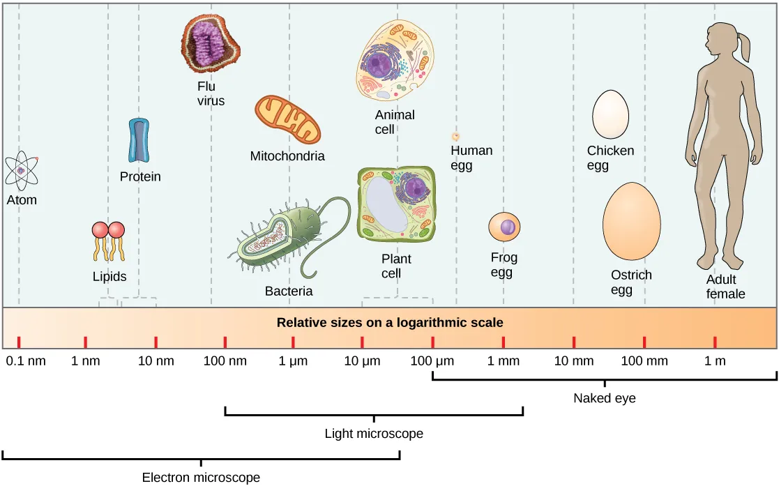 Relative sizes on a logarithmic scale, from 0.1 n m to 1 m, are shown. Objects are shown from smallest to largest. The smallest object shown, an atom, is about .1 n m in size. The next largest objects shown are lipids and proteins; these molecules are between 1 and 10 n m. A flu virus is just under 100 n m. Bacteria and mitochondria are both about 1 greek mu m. Plant and animal cells are both between 10 and 100 greek mu m. A human egg is between 100 greek mu m and 1 m m. A frog egg is about 1 m m, A chicken egg and an ostrich egg are both between 10 and 100 m m, but an ostrich egg is larger. For comparison, a human is approximately 1 m tall. Appropriate instruments to view different size ranges are also shown. An electron microscope is used for things from less than .1 n m to almost 100 greek mu m. A light microscope is used for things from 100 n m to over 1 m m. The naked eye is used for things 100 greek mu m and up.