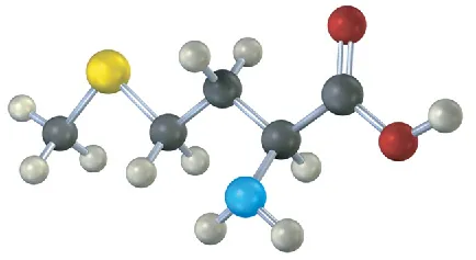 The ball-and-stick model of methionine where gray, black, blue, yellow, and red spheres represent hydrogen, carbon, nitrogen, sulfur, and oxygen, respectively.