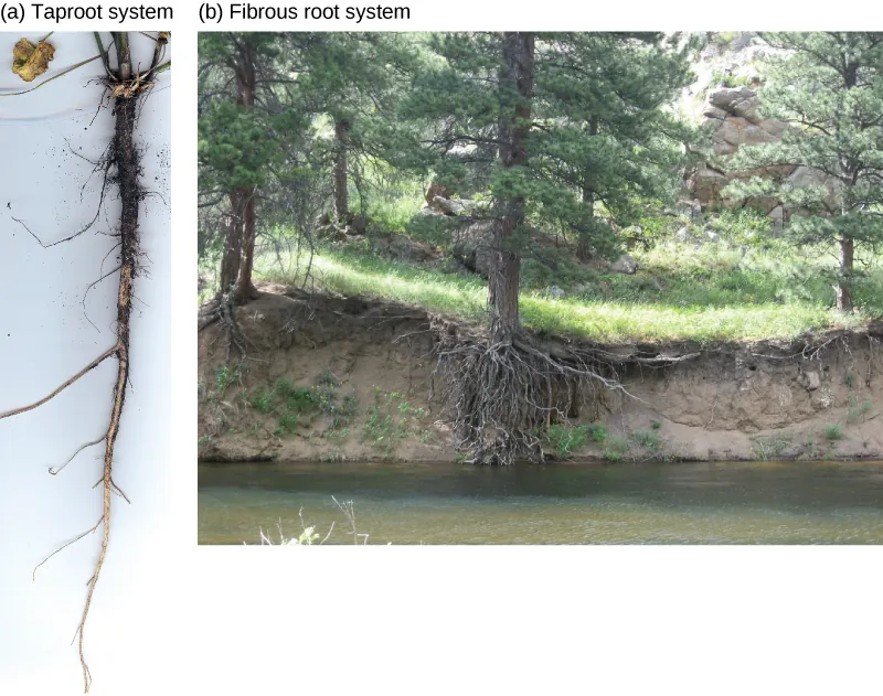 First photo shows carrots, which are thick tap roots that have thin lateral roots extending from them. Second photo shows trees growing along a river bank.  The bank has worn away, showing a fibrous root system beneath the soil.